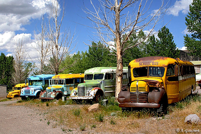 Parade of Buses